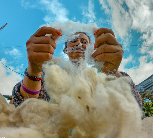 cardar lana de oveja