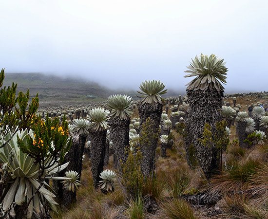 paramo de oceta